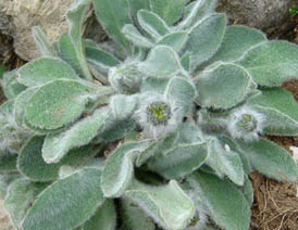 Hieracium villosum